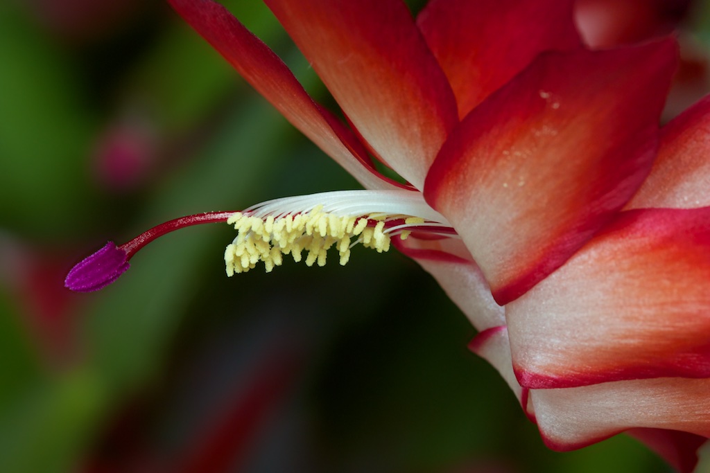 Cactus Flower